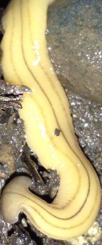 Ick! A land planarian!