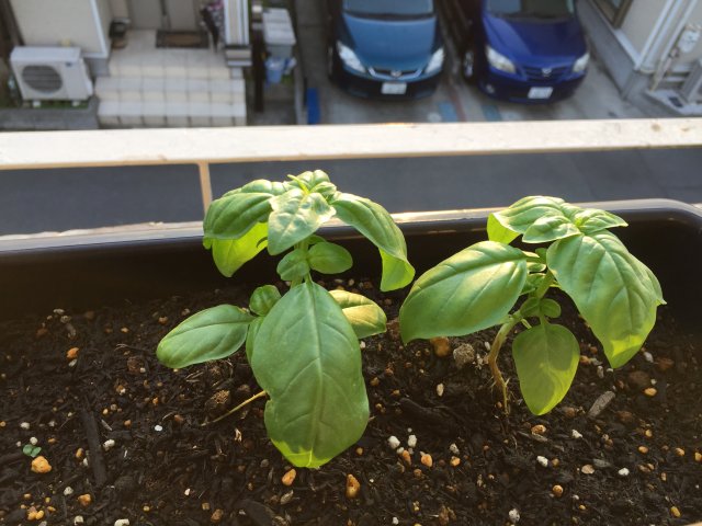 My Container Garden: Basil (Center)