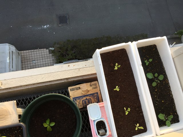 My Container Garden: Right Side