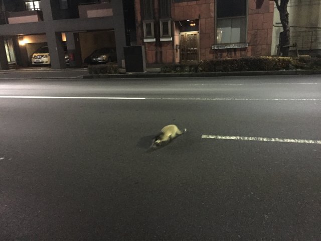 Tanuki Crossing the Street