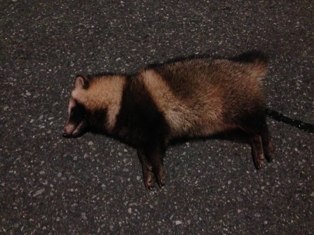 Dead Tanuki