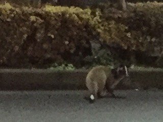 Tanuki Standing Still